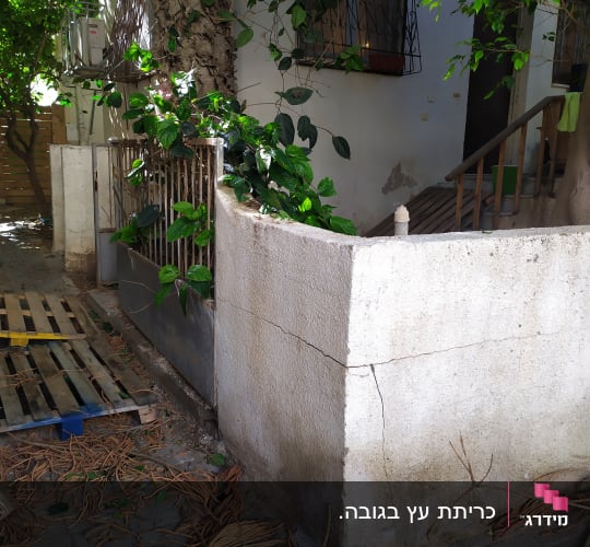 ענפים גזומים על הקרקע ליד עץ וגדר